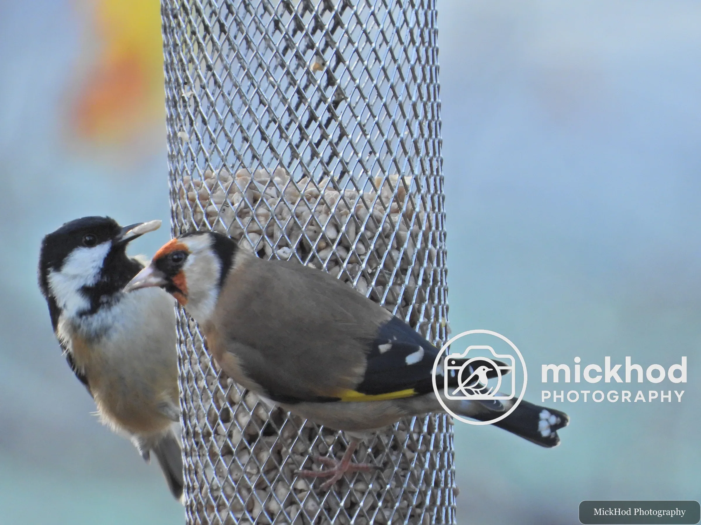 European Goldfinch