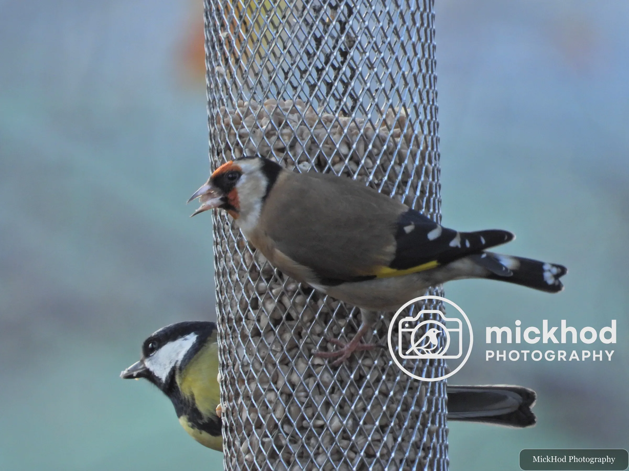 European Goldfinch