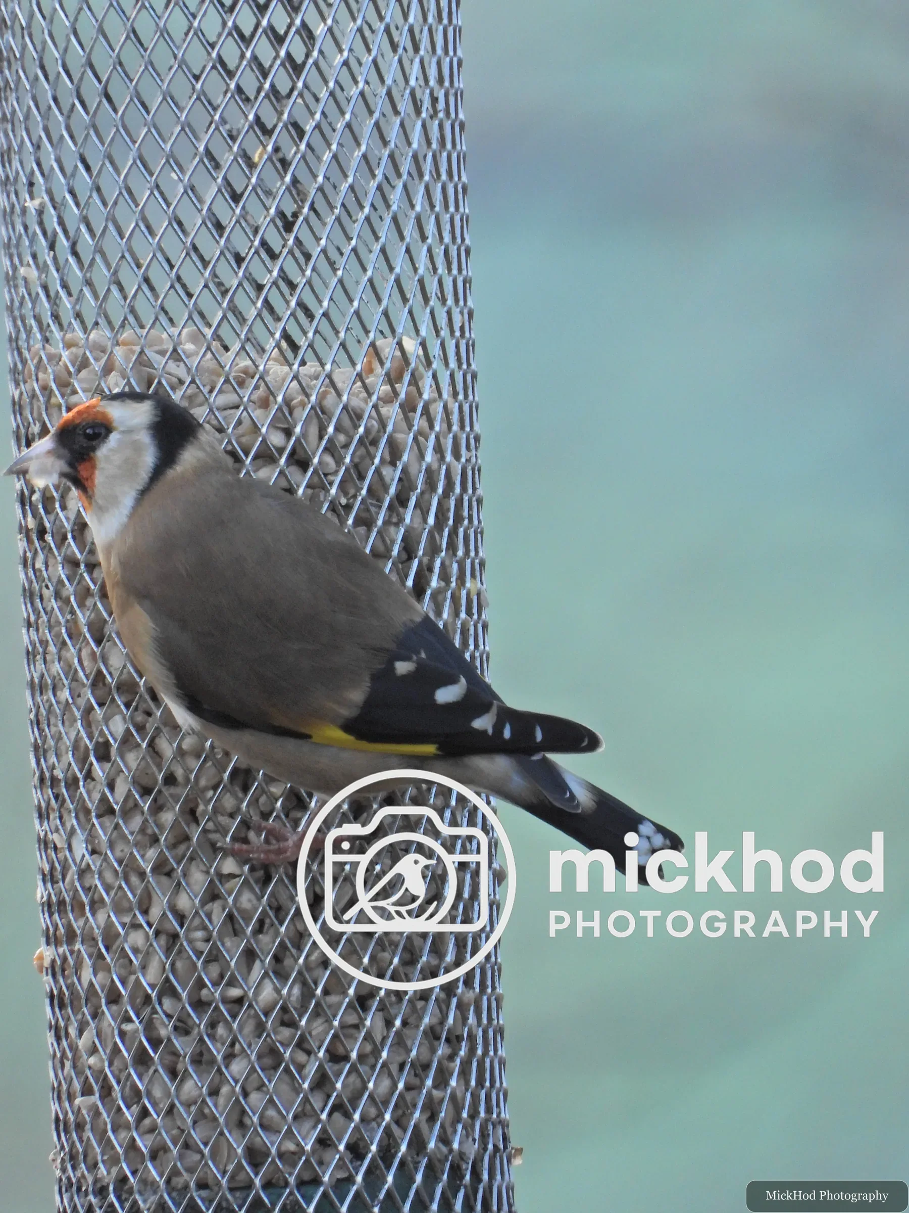 European Goldfinch