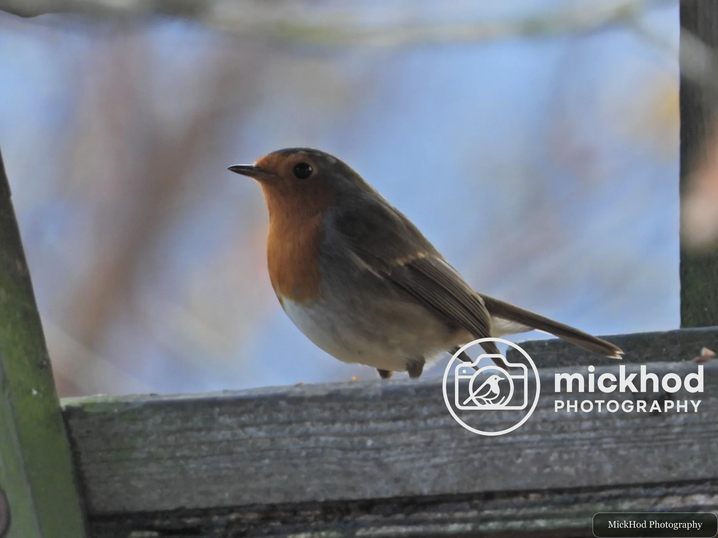 European Robin