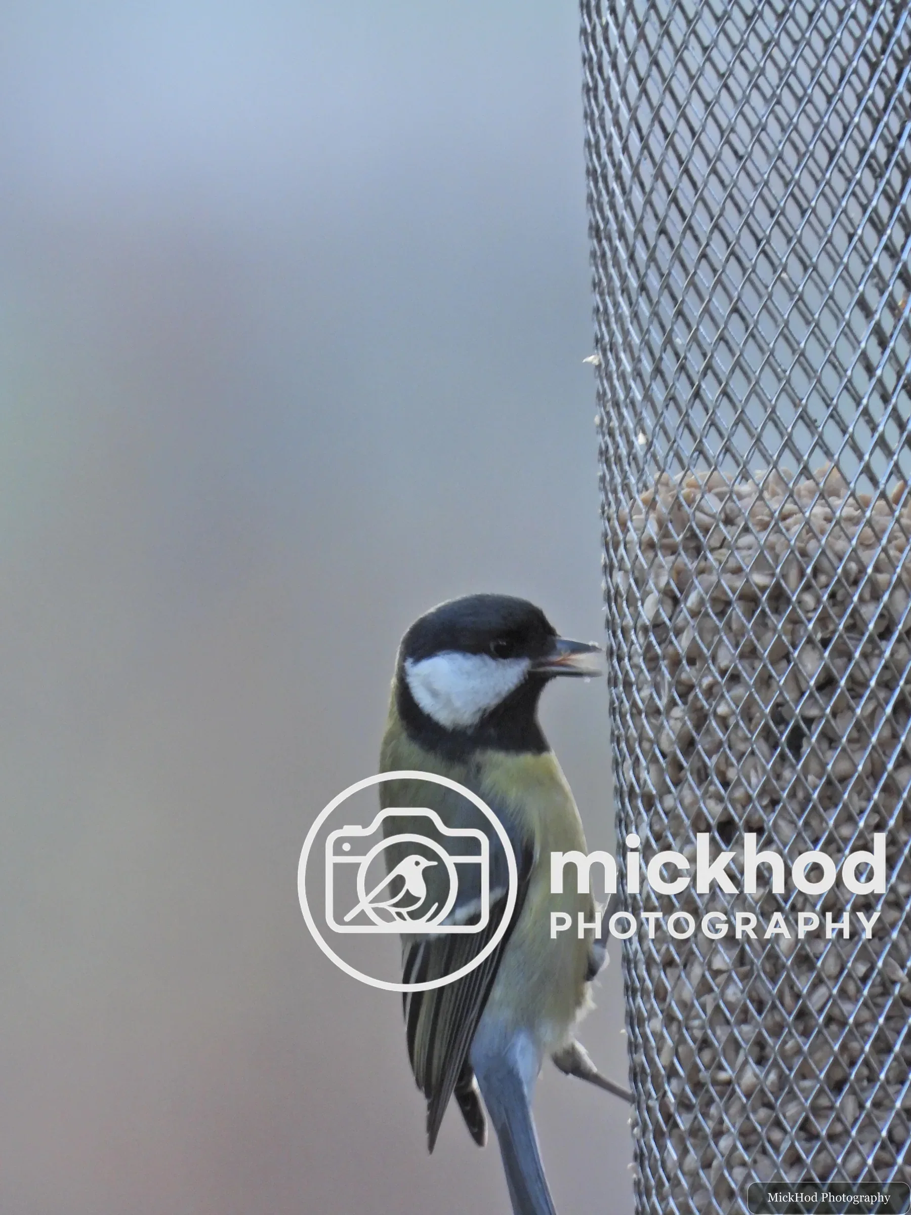 Great Tit