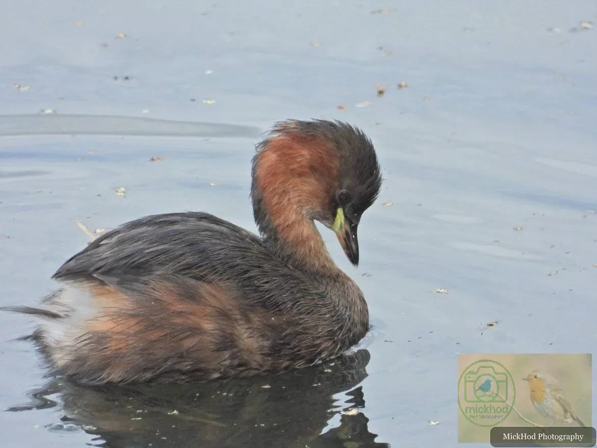 Little Grebe