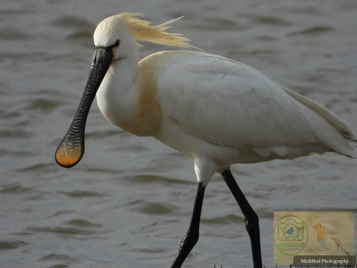 Eurasian Spoonbill