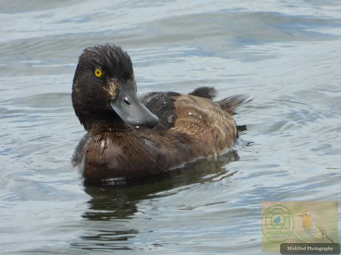 Tufted Duck