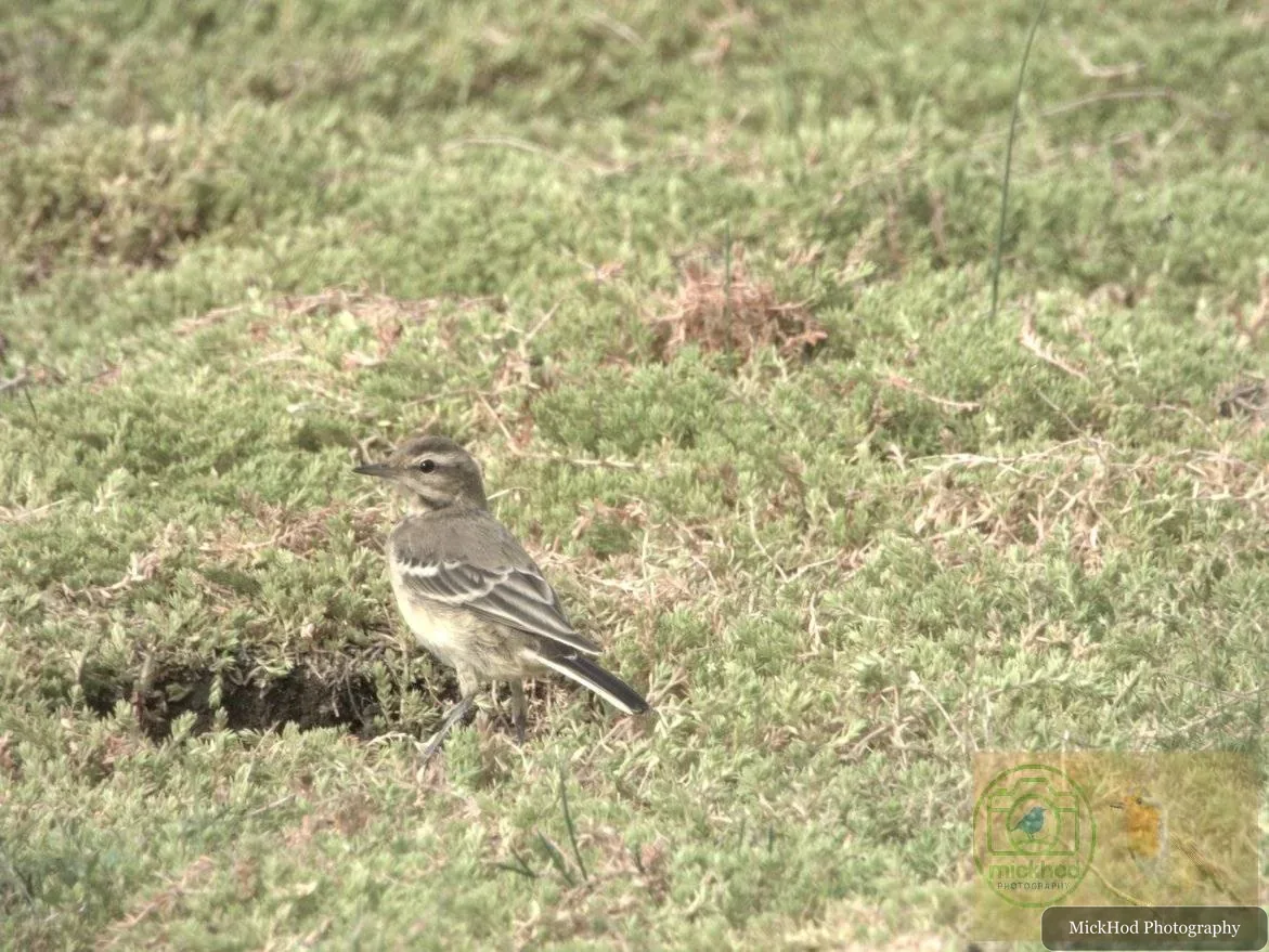 Pied Wagtail