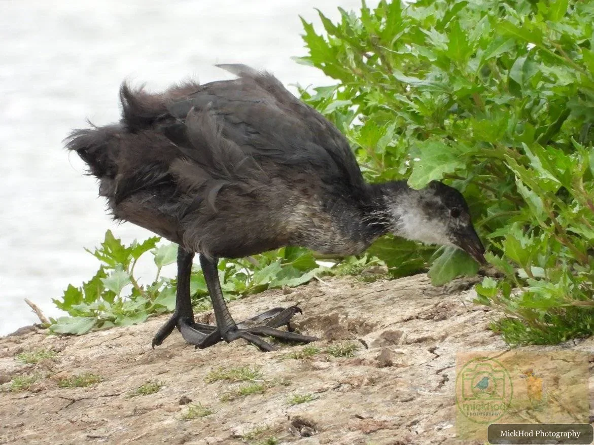 Eurasian Coot