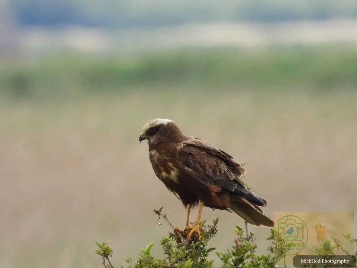 Western Marsh Harrier