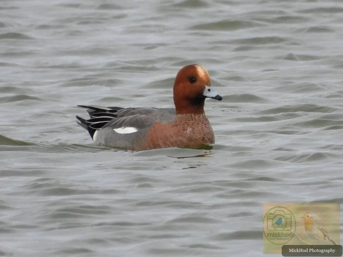 Eurasian Wigeon