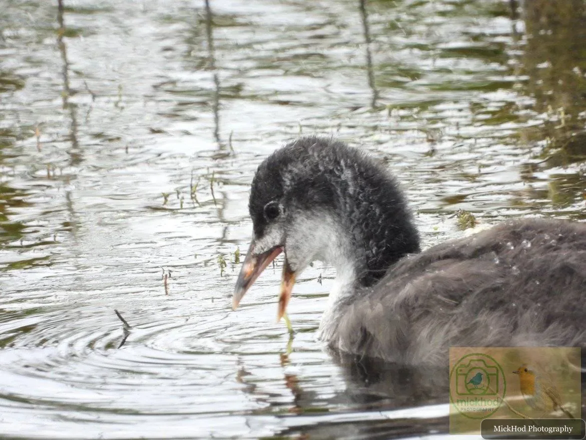 Eurasian Coot