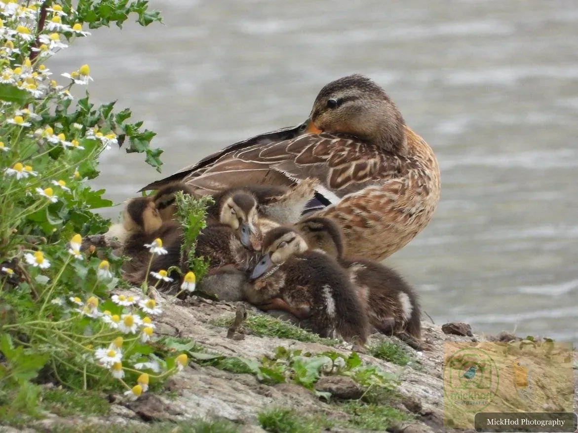 Mallard