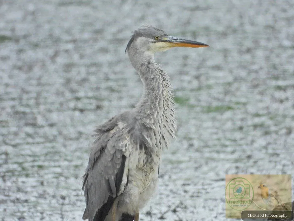 Grey Heron