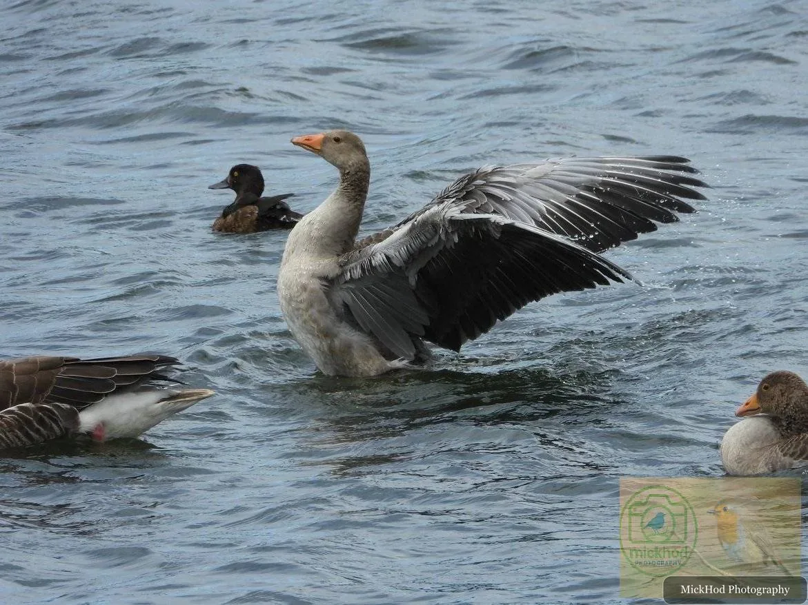 Greylag Goose