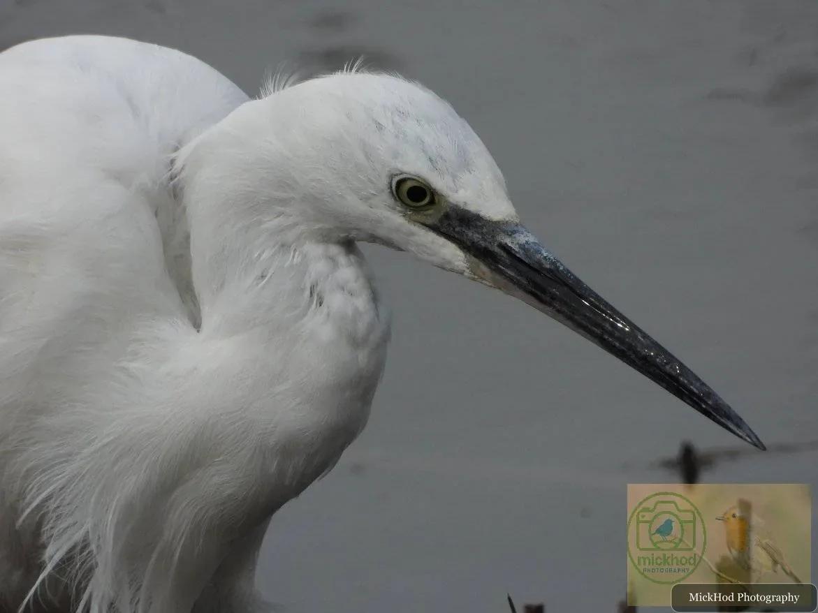 Little Egret