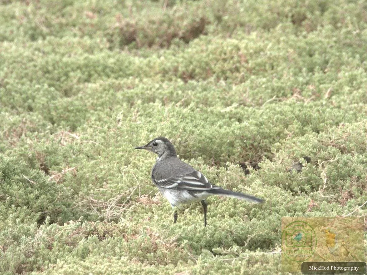 Pied Wagtail