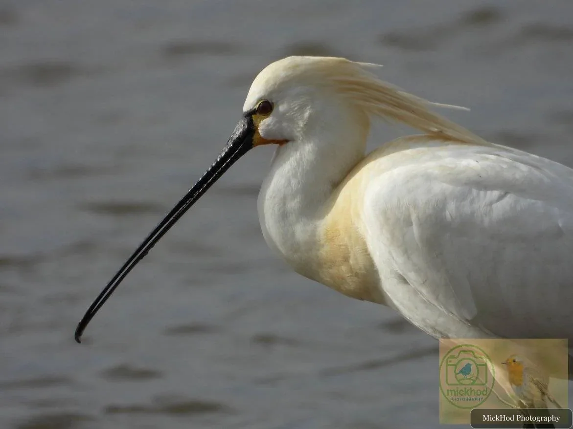 Eurasian Spoonbill