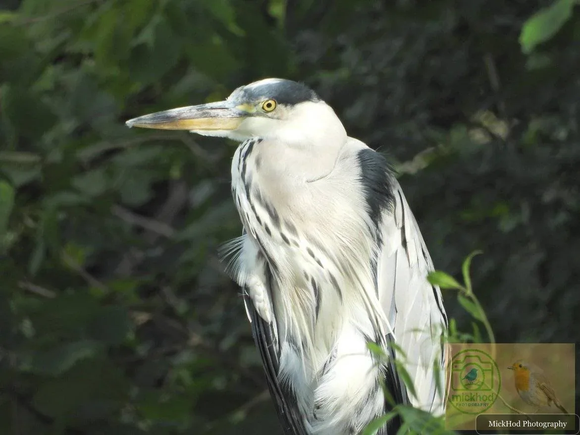 Grey Heron