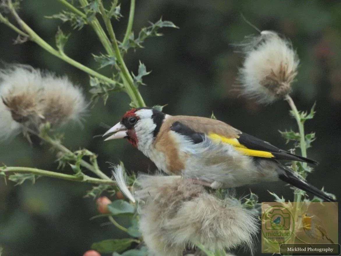 European Goldfinch