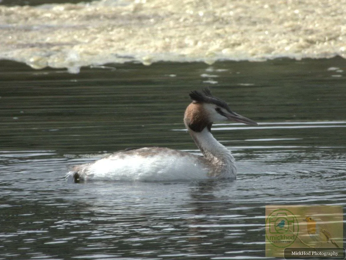 Great Crested Grebe