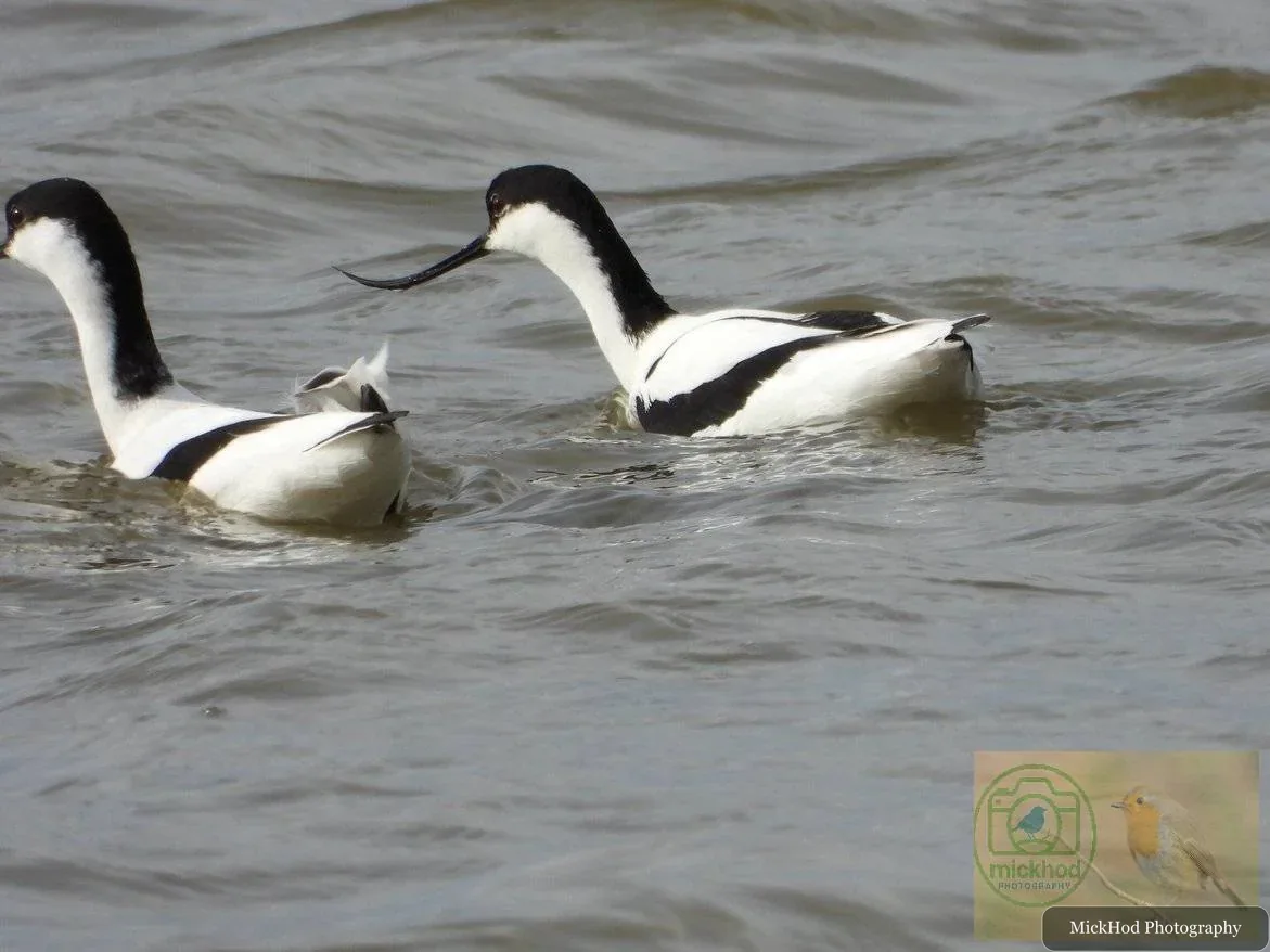Pied Avocet
