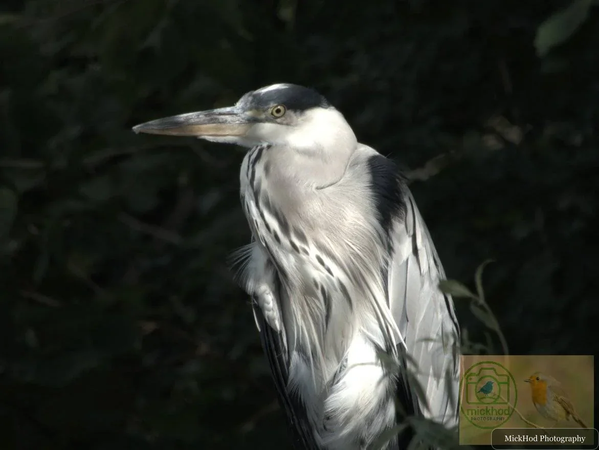Grey Heron