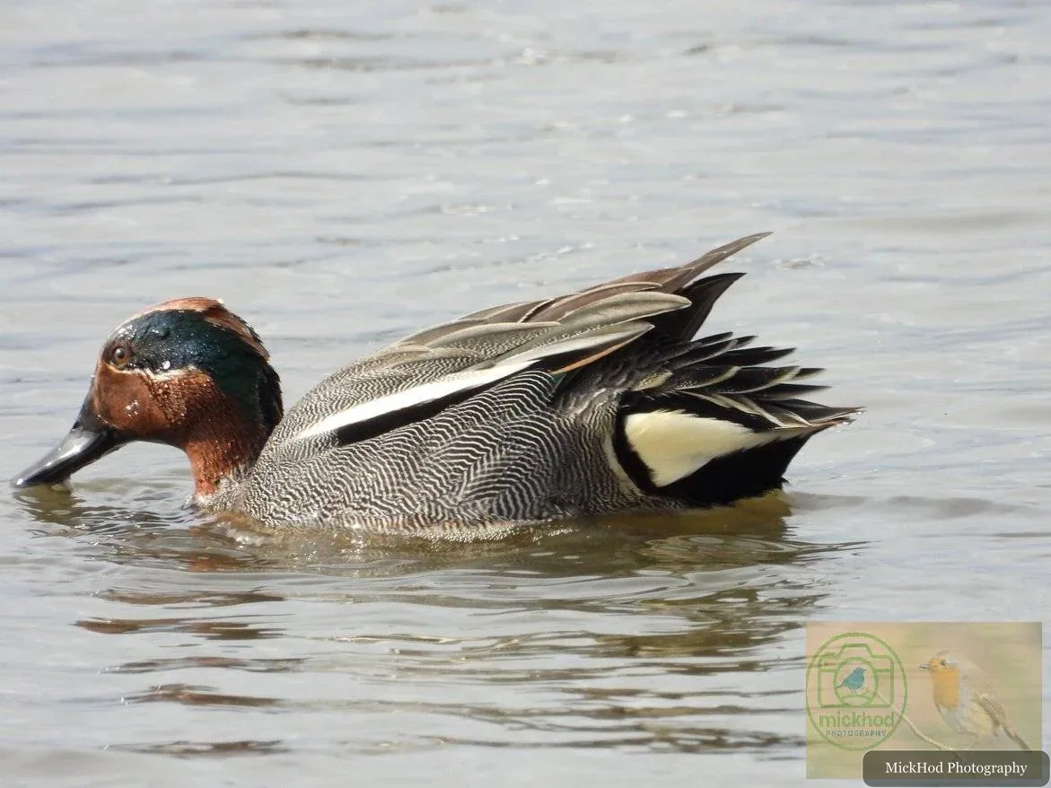 Eurasian Teal