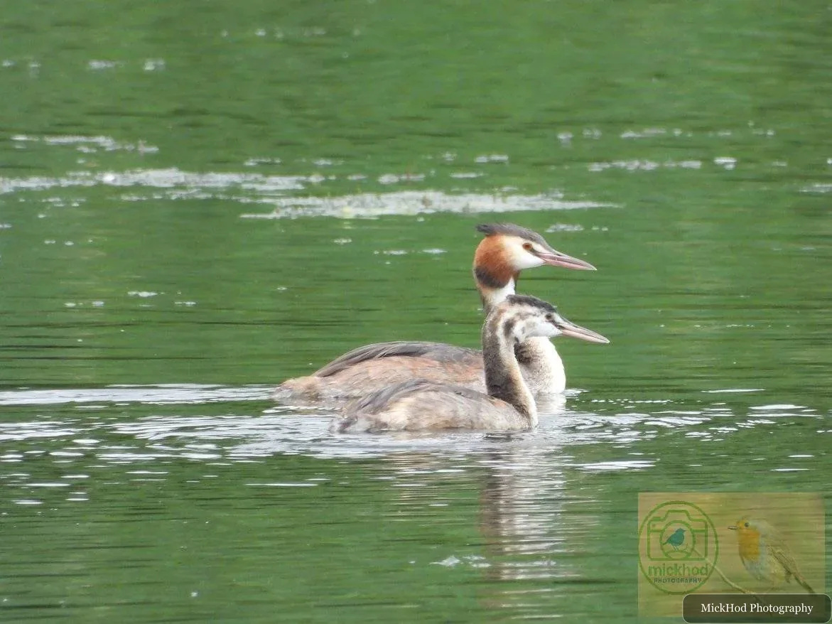 Great Crested Grebe