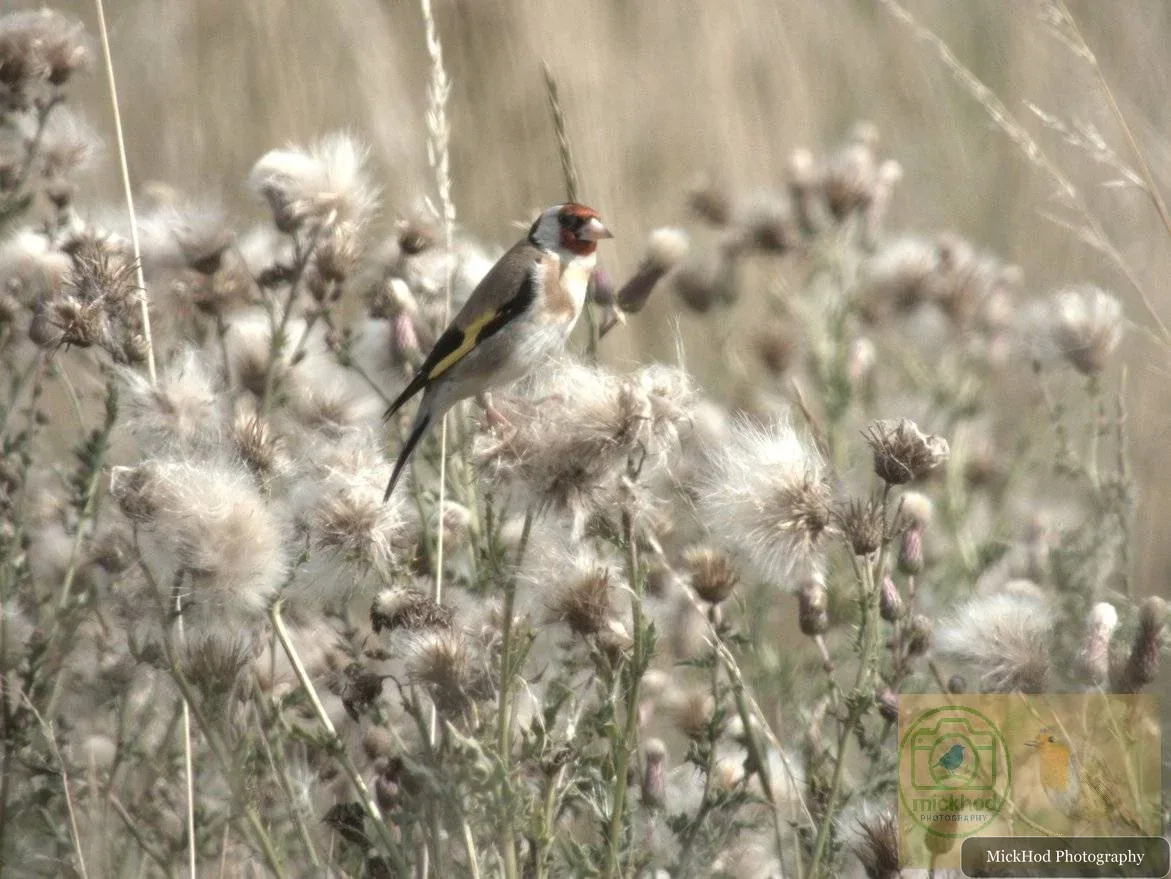 European Goldfinch