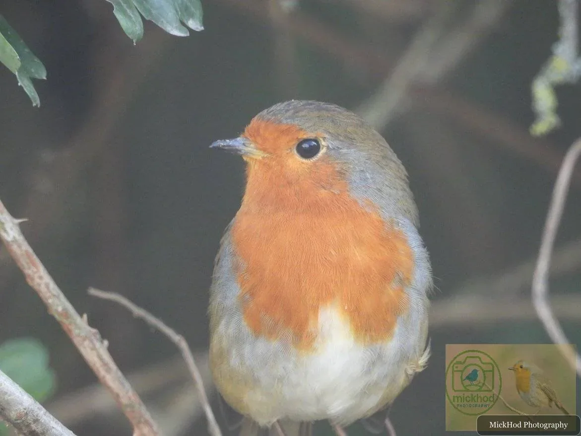 European Robin