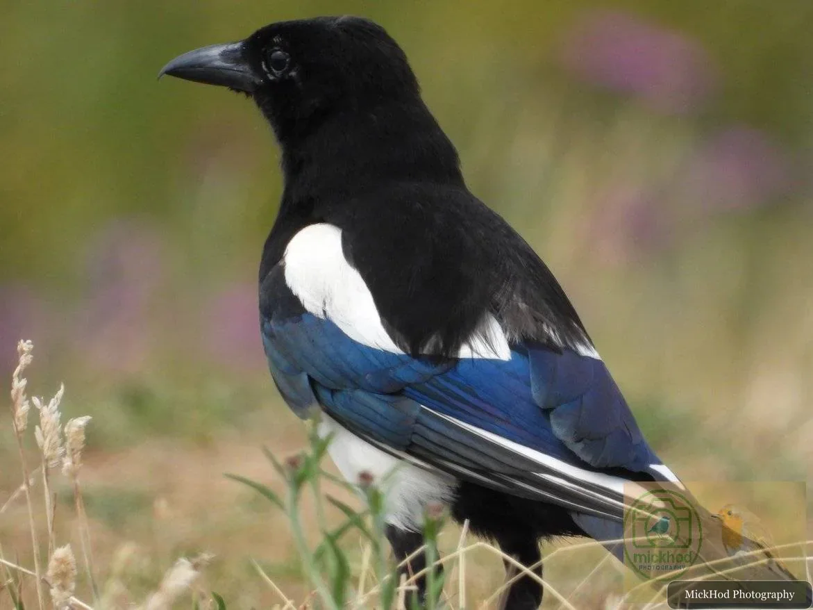 Eurasian Magpie