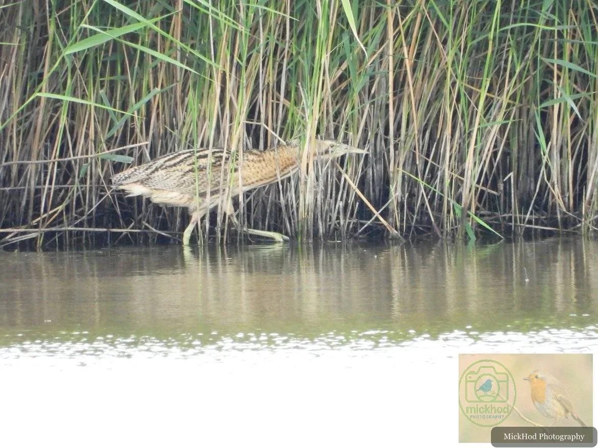 Eurasian Bittern