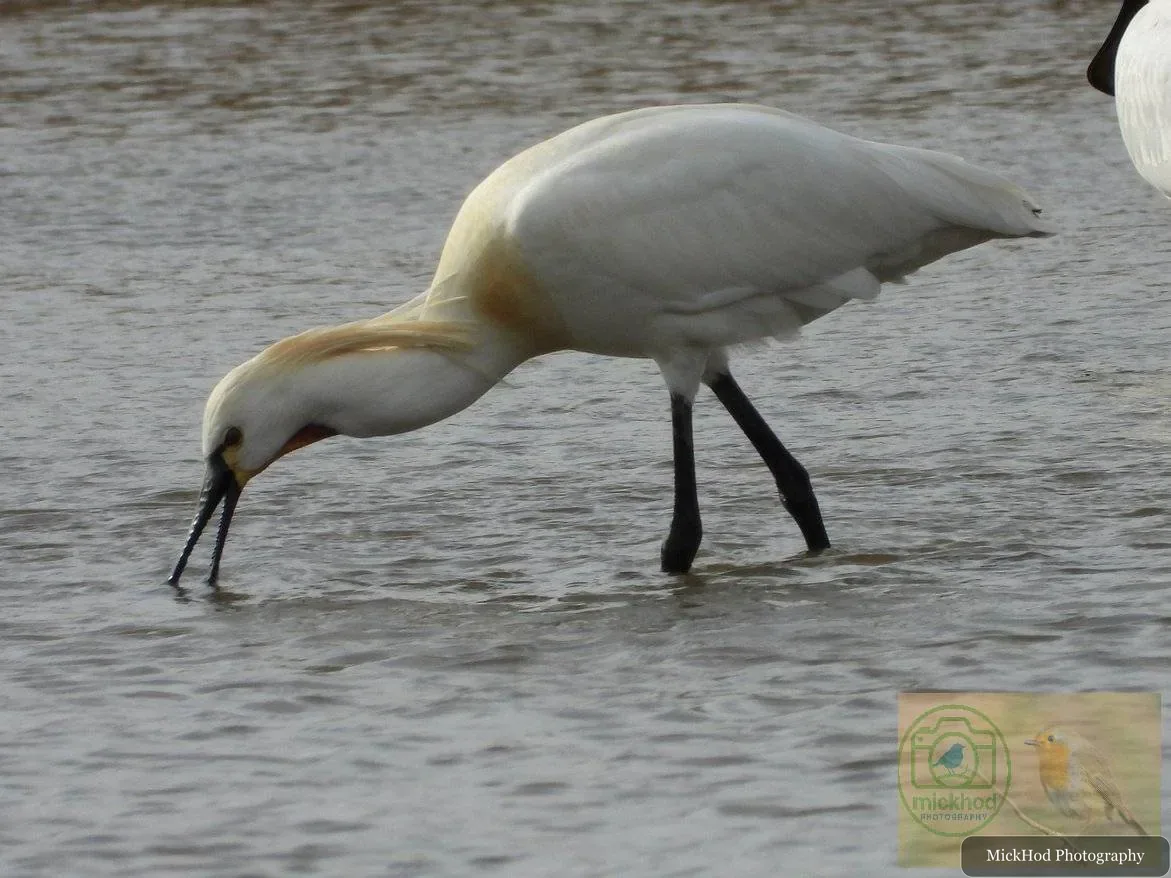 Eurasian Spoonbill