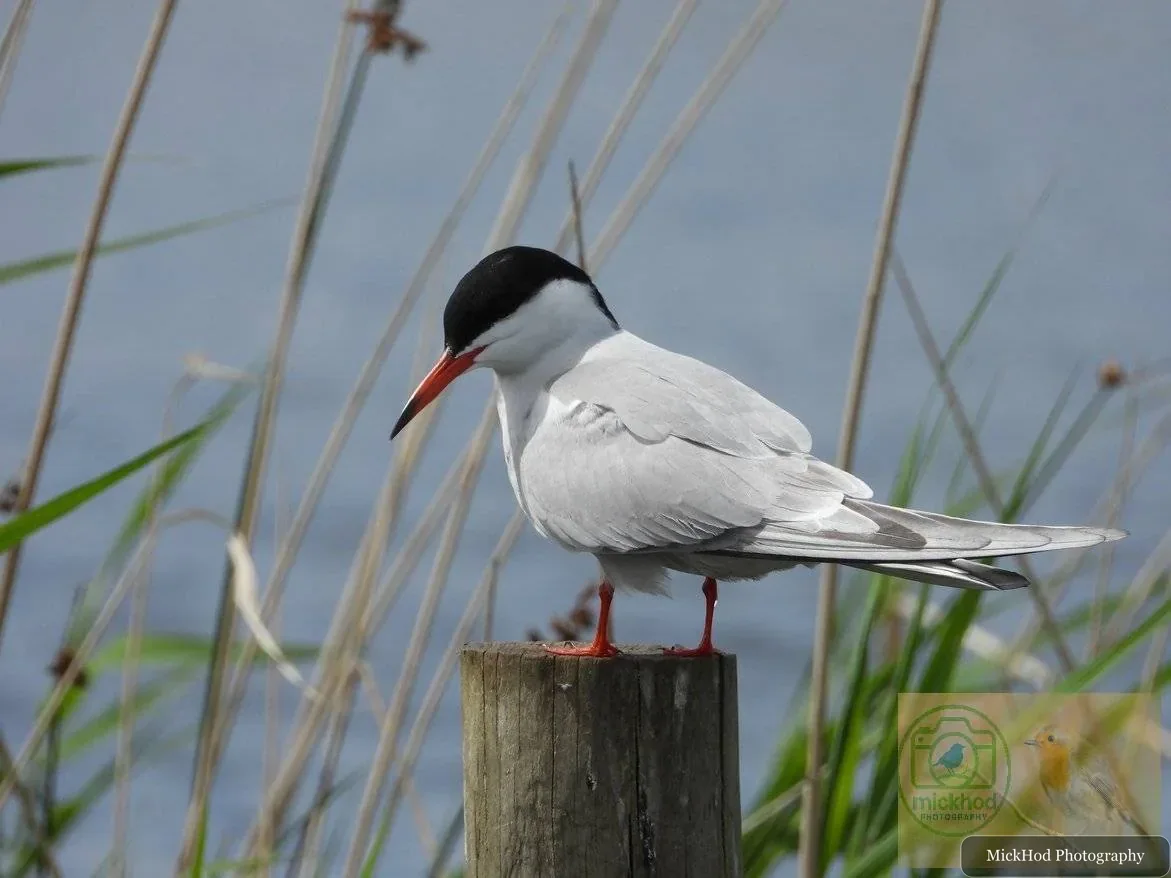 Common Tern