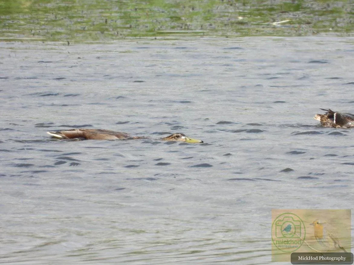 Mallard