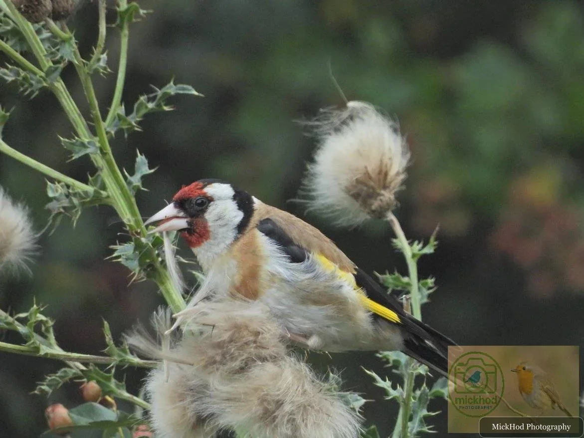 European Goldfinch
