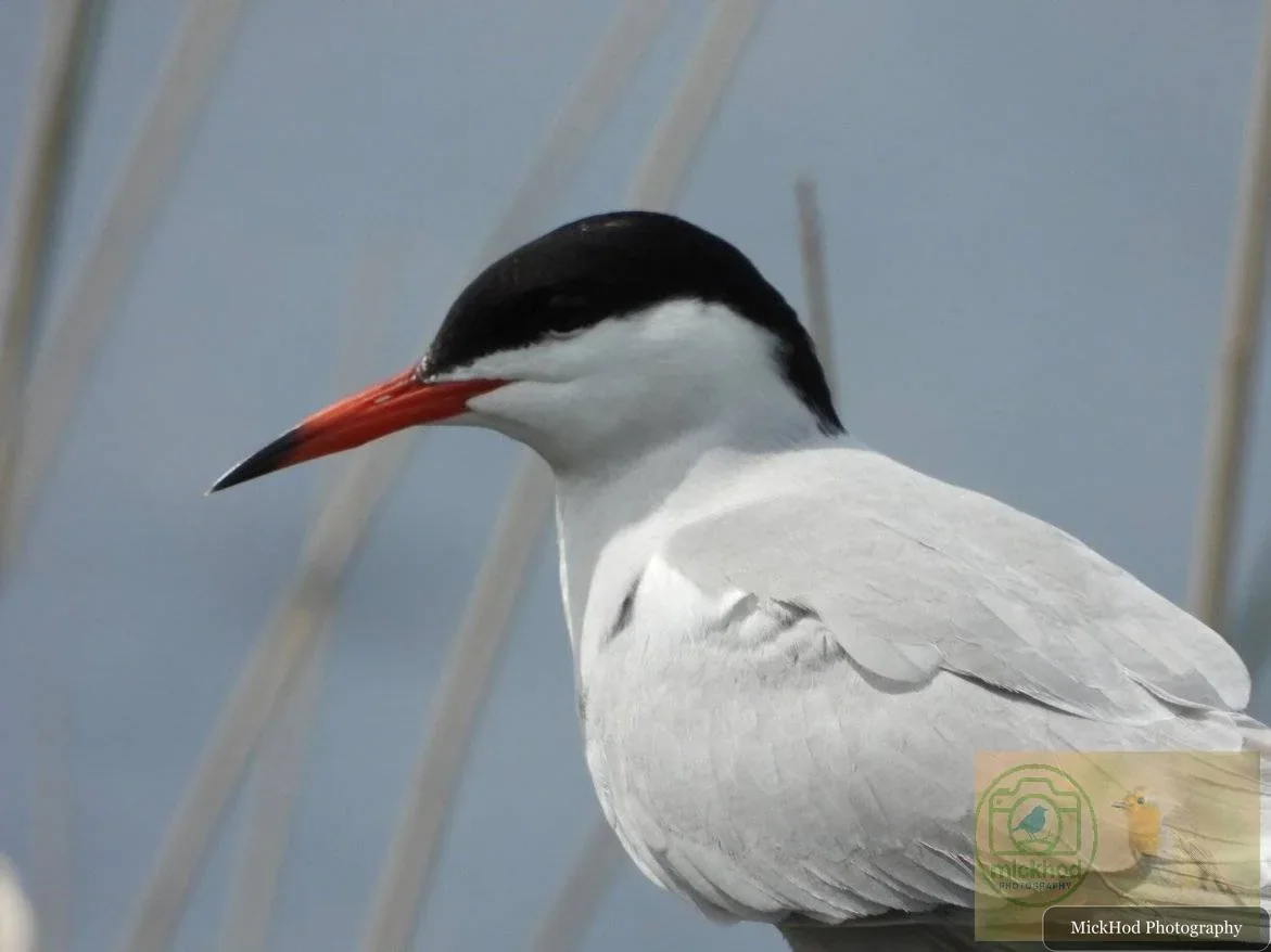 Common Tern
