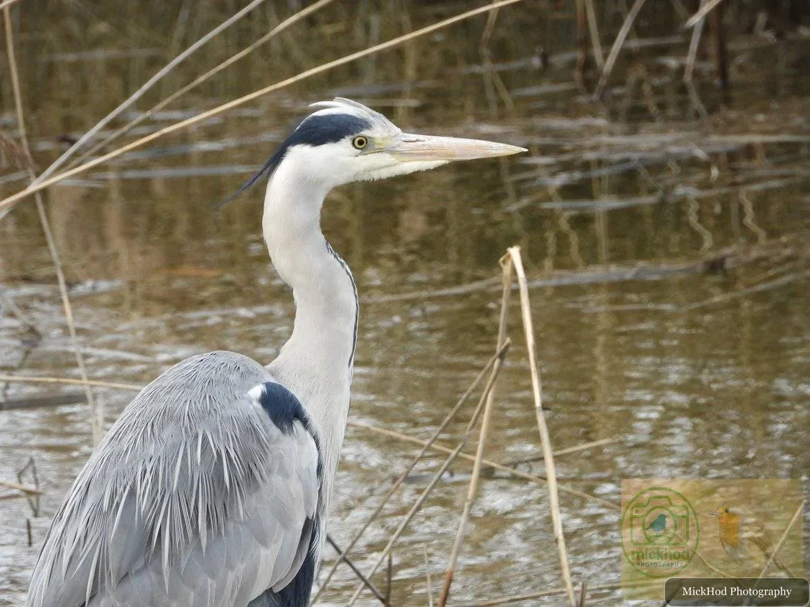 Grey Heron