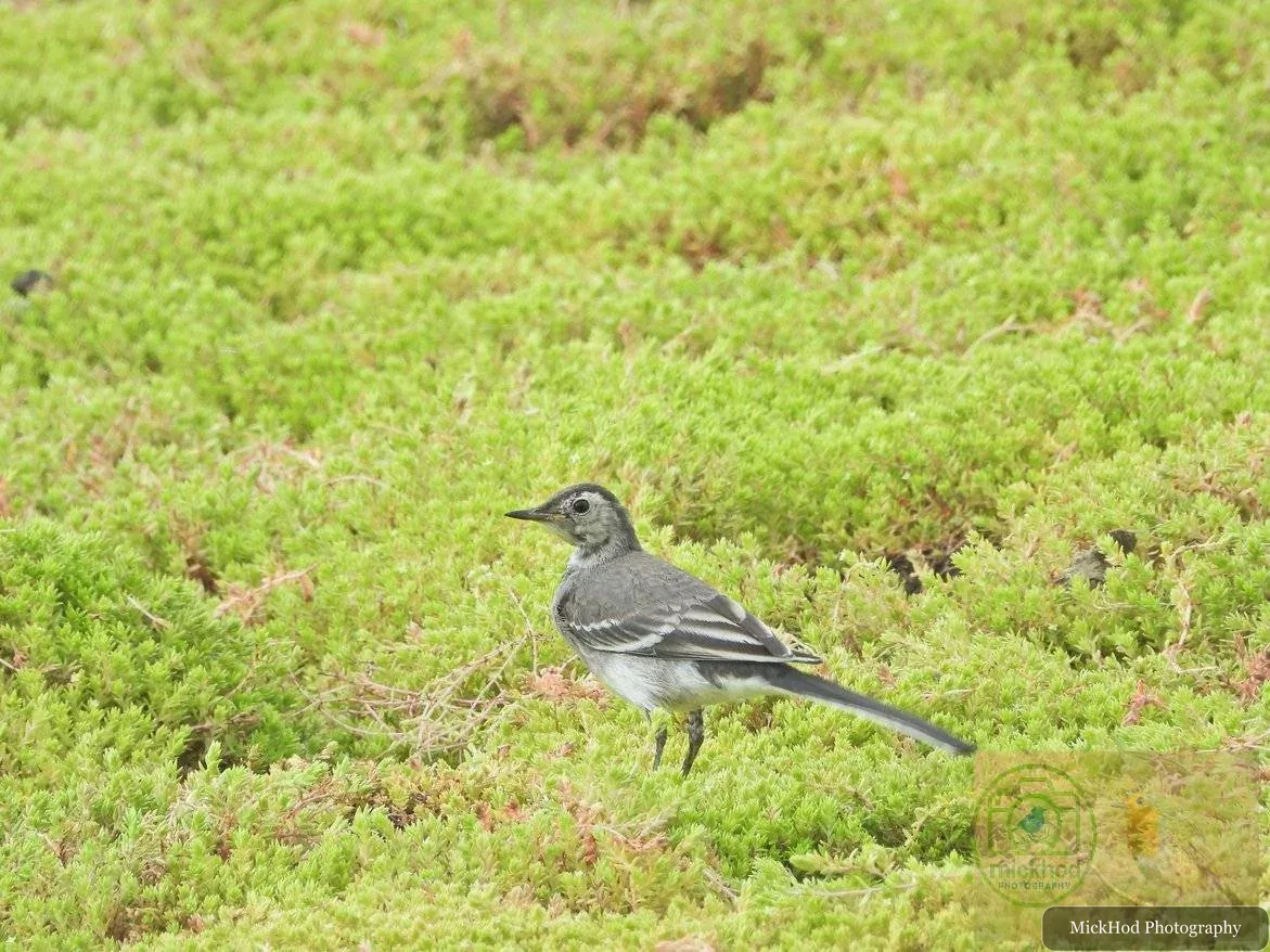 Pied Wagtail