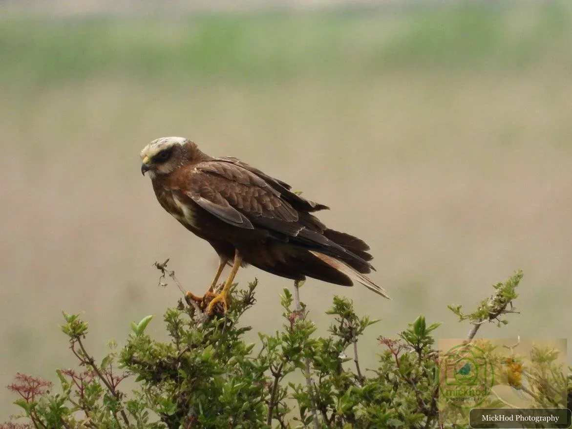 Western Marsh Harrier