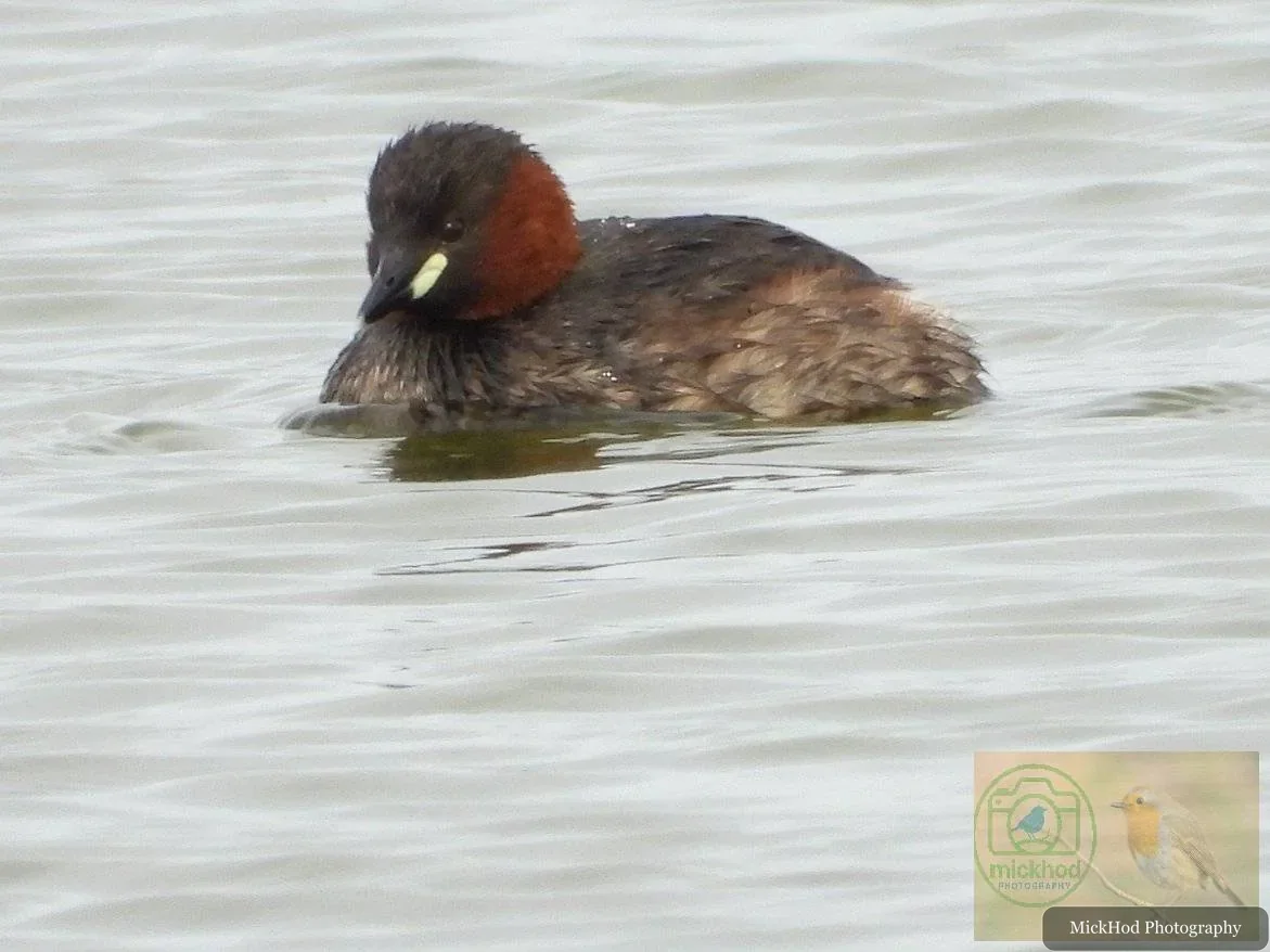 Little Grebe