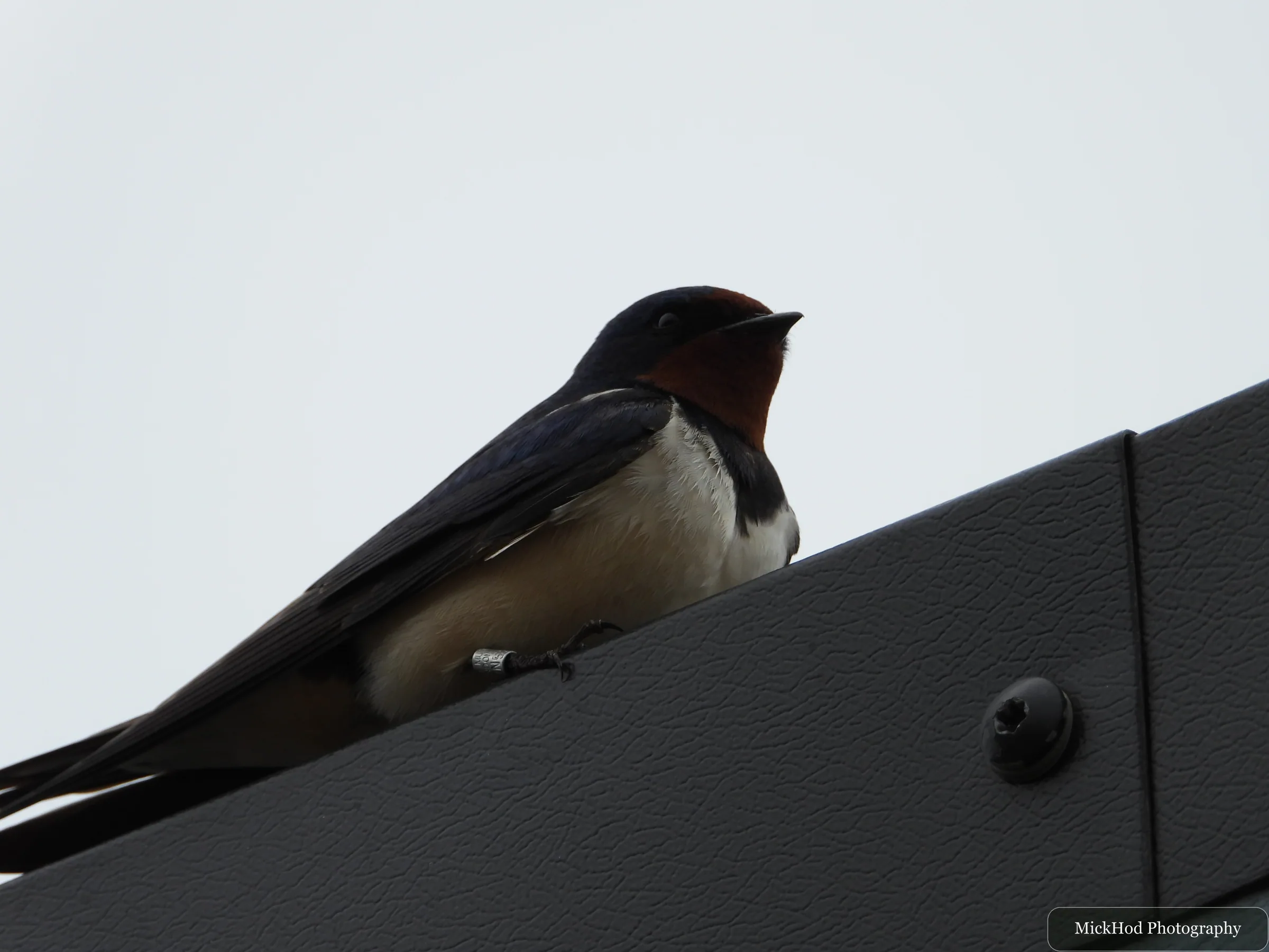 Barn Swallow
