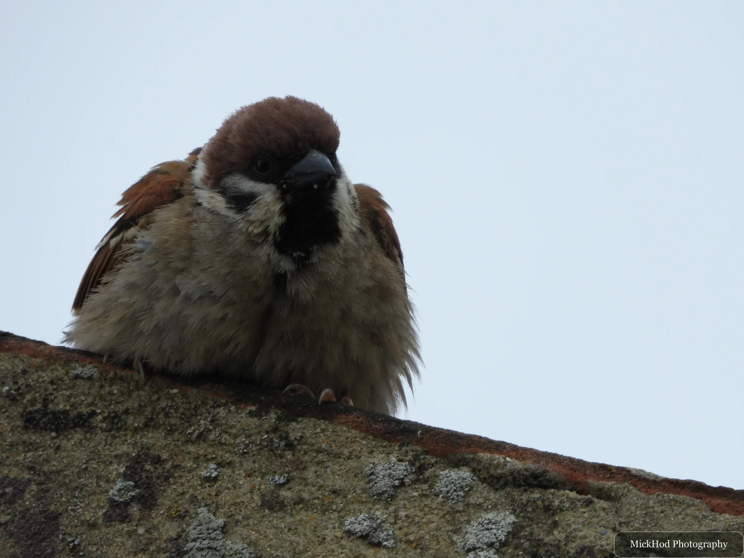 Eurasian Tree Sparrow
