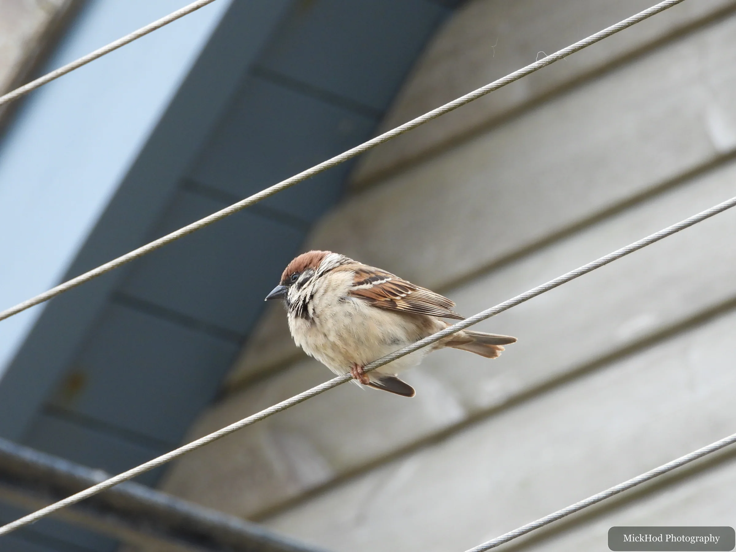 Eurasian Tree Sparrow