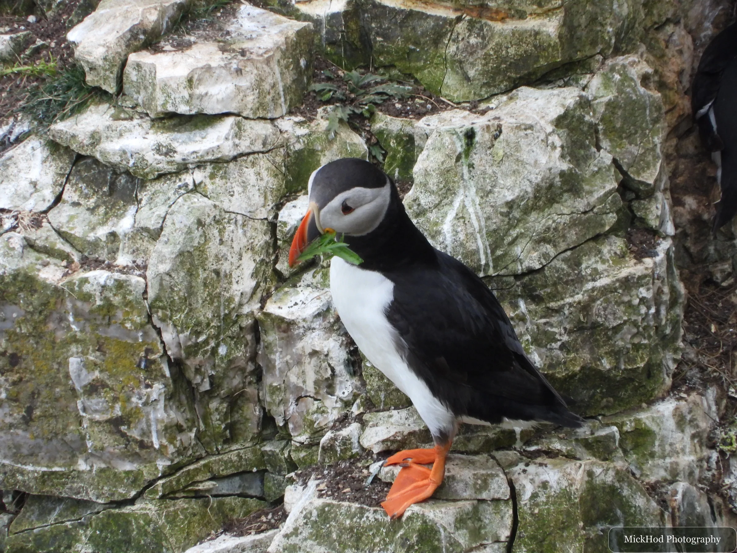 Atlantic Puffin