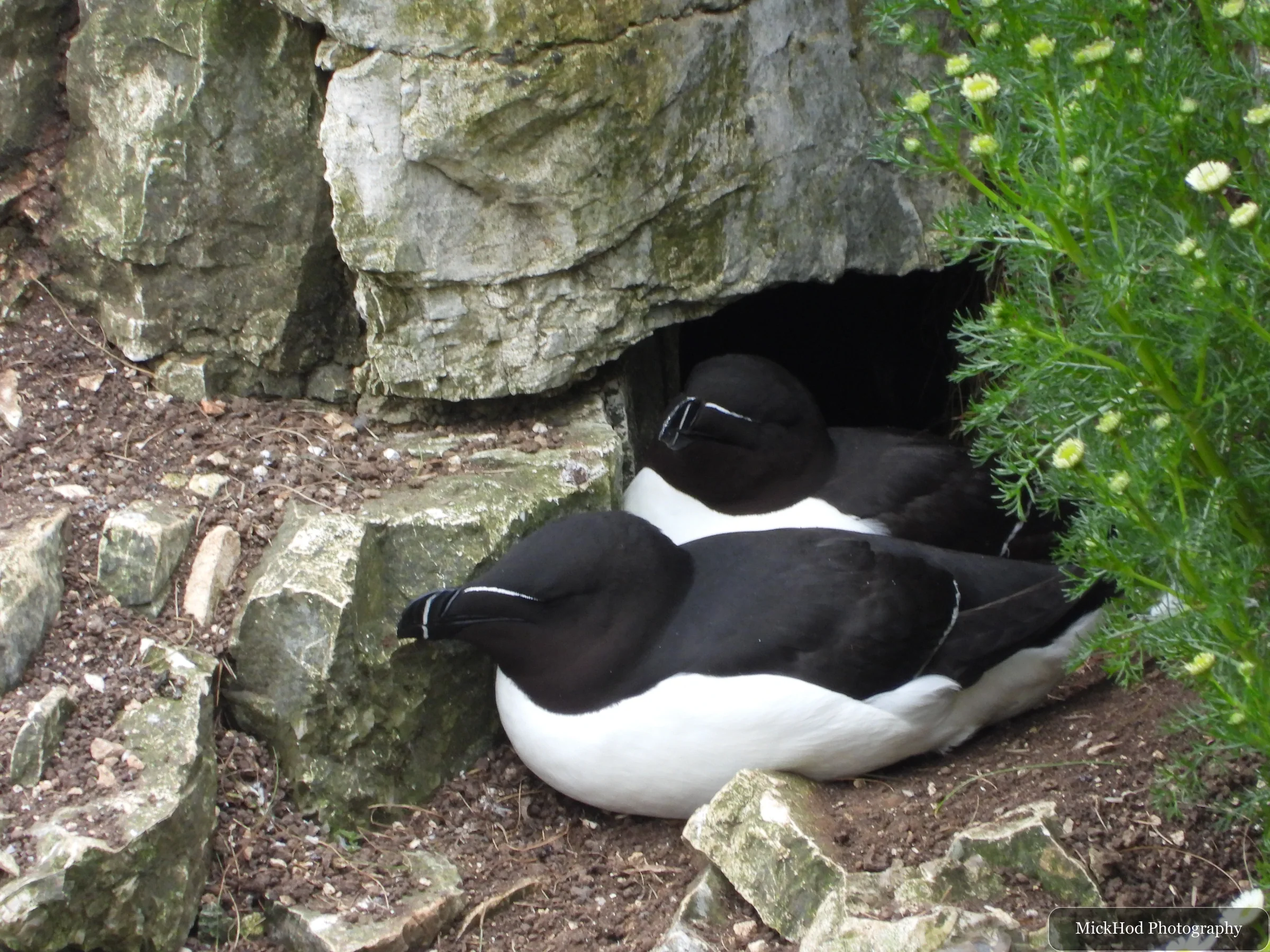 Razorbill