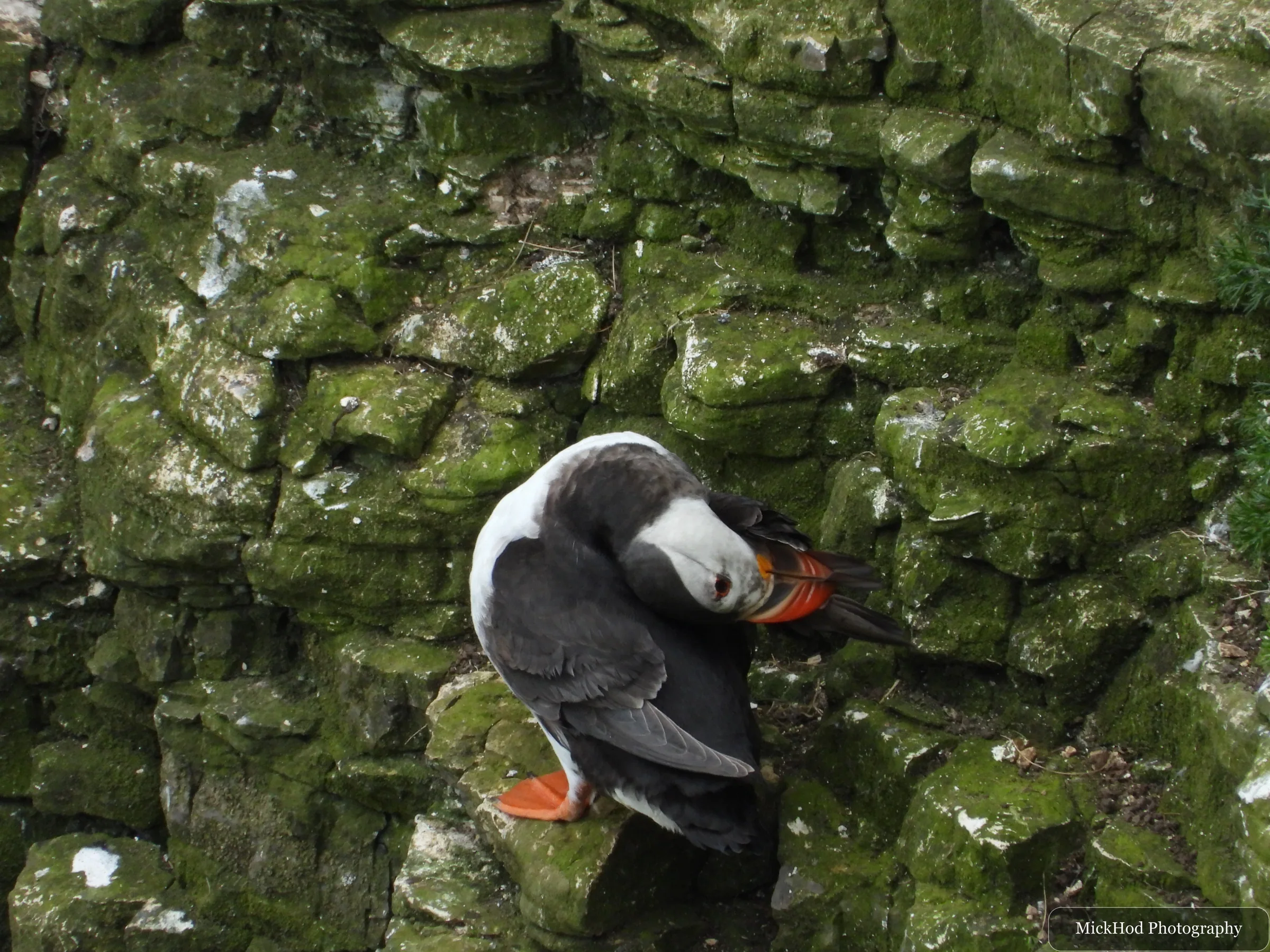 Atlantic Puffin