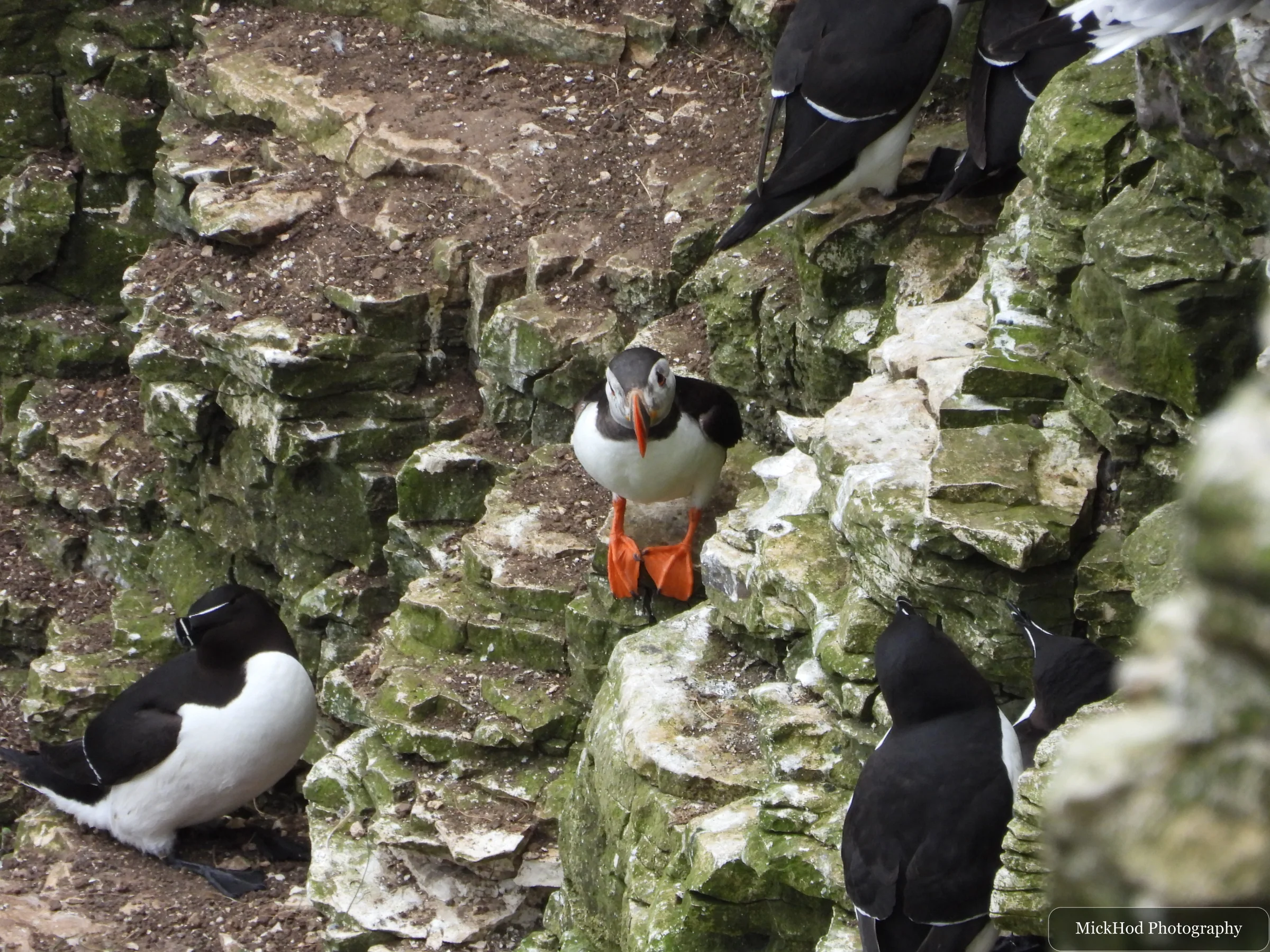 Atlantic Puffin