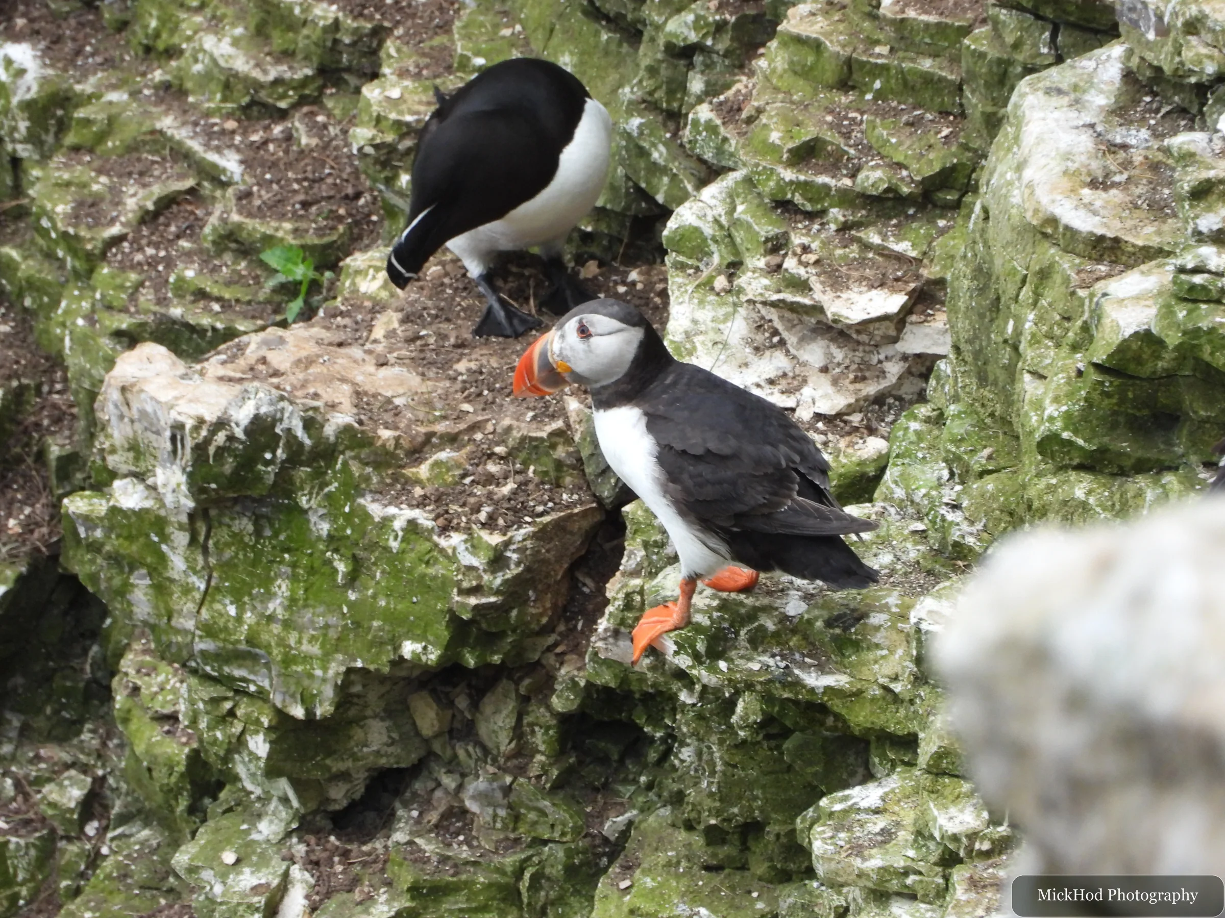 Atlantic Puffin