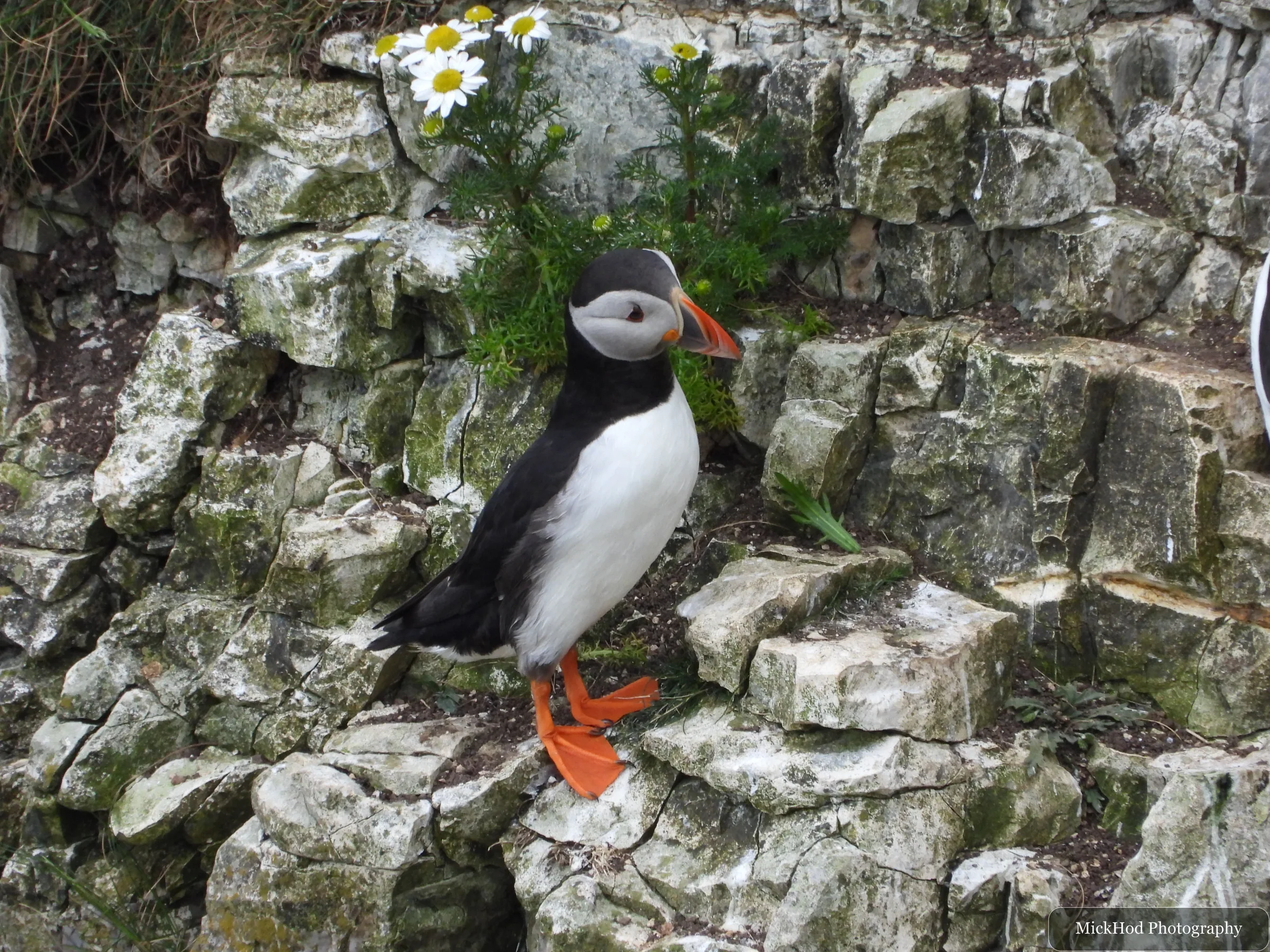 Atlantic Puffin