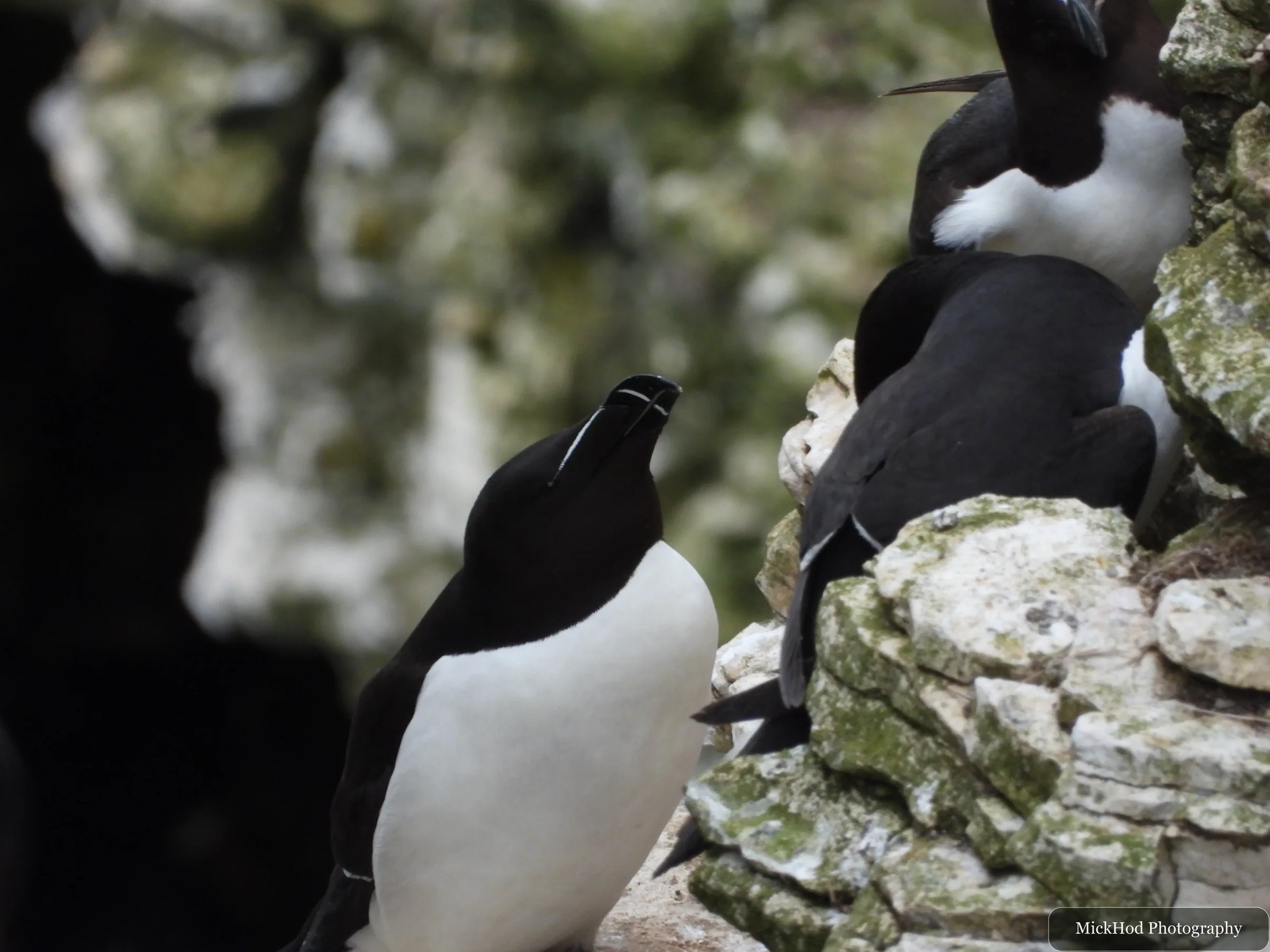 Razorbill