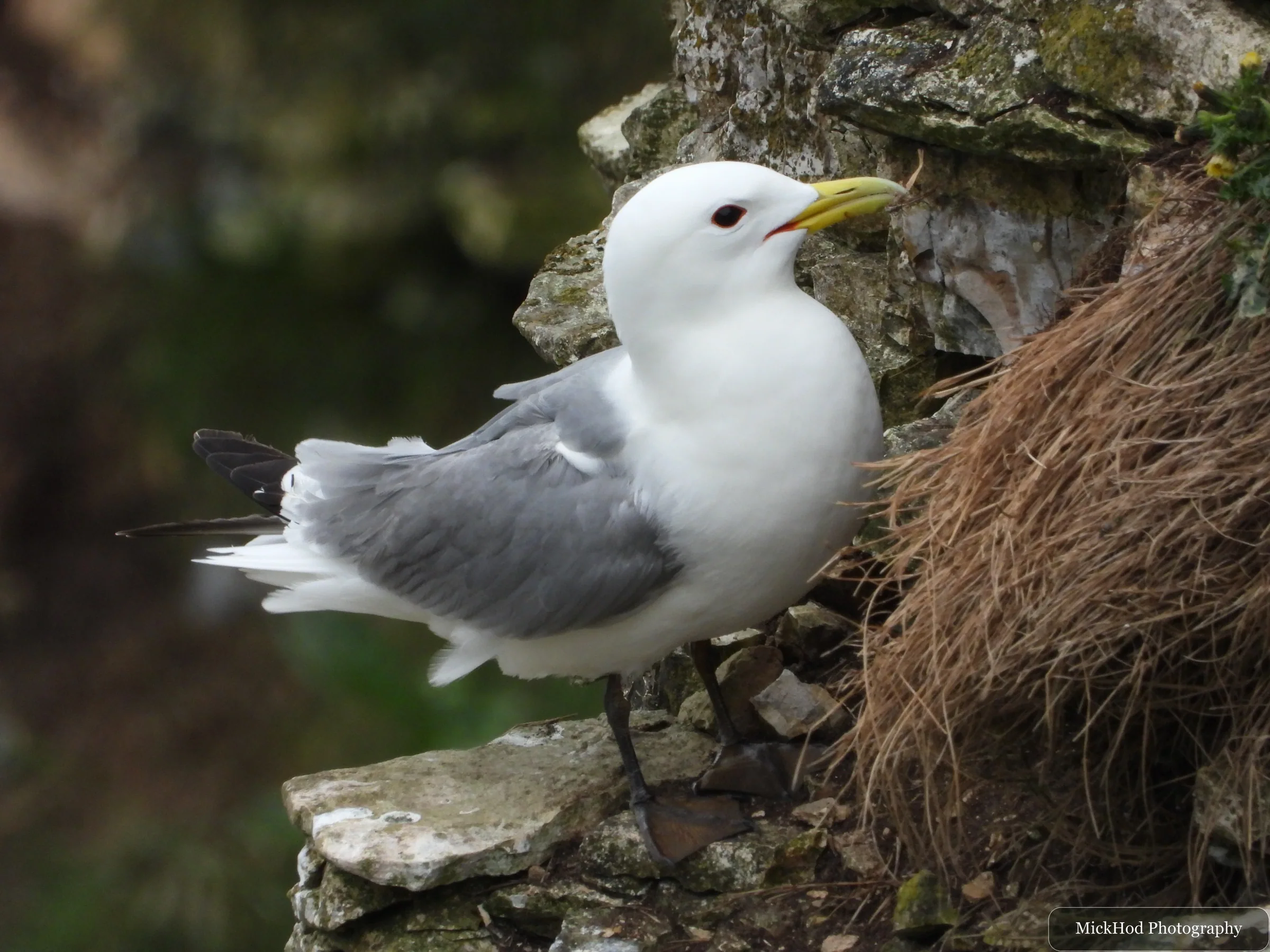 Black-legged Kittiwake